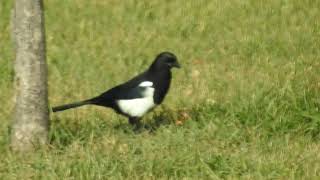 Magpie searching for food under the dry leaves  غراب العقعق [upl. by Child582]