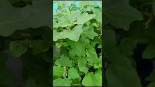 Water drops on brinjals [upl. by Norbel]