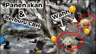 Panen ikan amp berburu kepiting di tempat tetanngga🐟🦀😋  tambak kalimantan tambak kalimantan [upl. by Inatsed]