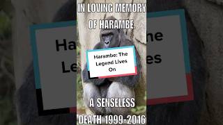 Harambe The Legend Lives On Shorts [upl. by Amandie]