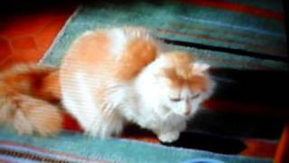 Funny Cat Commercial quotEychquot [upl. by Therine]