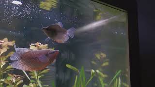 Pearl Gouramis Spawning [upl. by Timms]