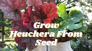 How to Start Heuchera from Seed with Updates  2022  Ohio Zone 5 Gardening [upl. by Nnaeiram824]