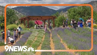 Lavender Festival returning to Denver Botanic Gardens [upl. by Weissberg]