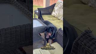 I just ❤️ those wagging tails explore rottweiler reels puppy rottweilerpuppy babyanimal [upl. by Enitsed]