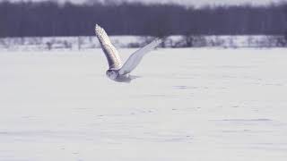 Hinterland Whos Who  Canadian Wildlife Service Snowy Owl 15 Sec [upl. by Dion]