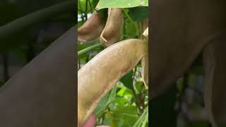 I grew free bean plants from storebought beans [upl. by Atikehs]