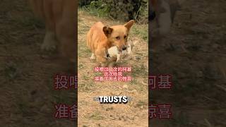 Dog Mom Gives Puppy Up For Better Life ❤️animalrescue dogshorts puppy [upl. by Notsuh]