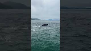 Humpback whales in Juneau Alaska [upl. by Narok]