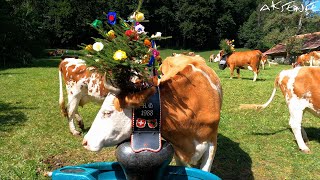 Lauterbrunnen Switzerland Cows amp Cow Parade  Alpabzug Alpabfährt  4K UHD Video [upl. by Dirgni]