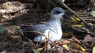 Blackwinged Petrel Pterodroma nigripennis on Phillip Island Norfolk Island [upl. by Henni]