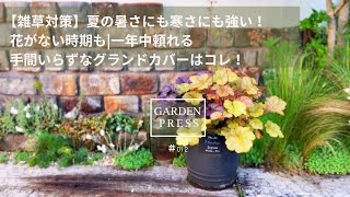 【雑草対策】夏の暑さにも寒さにも強い！花がない時期も一年中頼れる手間いらずなグランドカバーはコレ！なぜオススメなのか育ててみて分かった3つの魅力も寄せ植えガーデニング [upl. by Ellehcim]