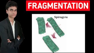 Fragmentation in spirogyra  Full process explained [upl. by Anuqahs]