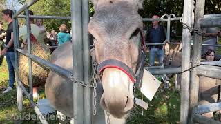 Ernte und Tierschaufest in Drolshagen [upl. by Klapp]