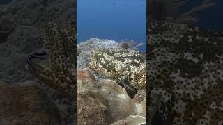 Massive grouper being cleaned at Raja Ampat Indonesia underwater scubadiving shorts [upl. by Noyar258]