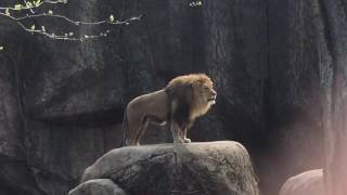 Epic Lion Roar at Lincoln Park Zoo [upl. by Noived]