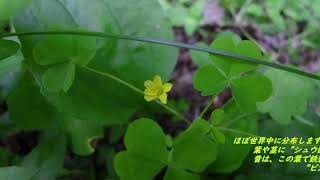 🟡Oxalis corniculata  酢漿草、片喰（カタバミ） [upl. by Kipper]