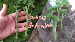 اسهل طرق إكثار نبات العطر العطرة العطرشةالعطرشان Pelargonium graveolens، و رعايته و كل شئ عنه [upl. by Nemzaj]