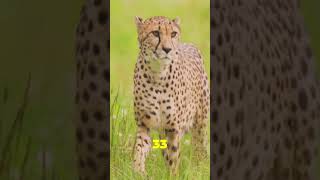 Characteristics of cheetah 🐆 in detailed fact [upl. by Neron]