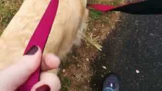 How to use a double ended dog lead [upl. by Sarette]