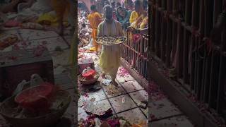 Shri Banke Bihari Lal Gopal Mane Rakhiyo Apne Charnan Mein krishna bhakti bhajan video shorts [upl. by Llerehs698]