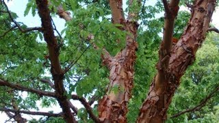 Acer griseum Paperbark Maple [upl. by Ennairb]