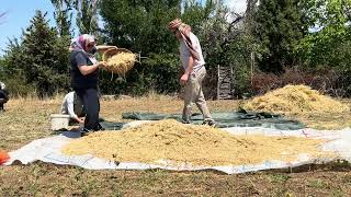 Köyde Geleneksel Yöntemlerle Nohut Hasatı [upl. by Kerwon]