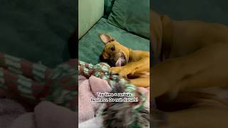 Staffy Puppy Focused on His Toy Like It’s Serious Business shorts [upl. by Chaffinch]