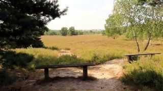 Die Behringer Heide bei Bispingen Lüneburger Heide [upl. by Melesa]