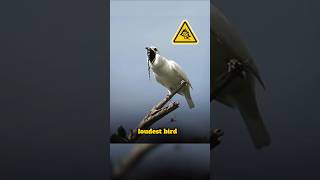 Bellbird Loudest Love Song shorts facts nature birds [upl. by Nnyllaf678]