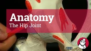 Anatomy The Hip Joint [upl. by Brittani603]