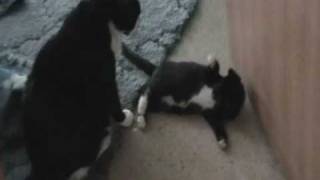 cat cough scares kitten [upl. by Barnebas]