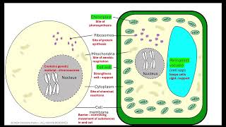 Cell structure prokaryotes vs eukaryotes AQA GCSE [upl. by Greerson482]