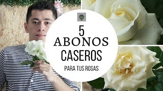 ABONOS CASEROS PARA TENER ROSAS INCREIBLES [upl. by Casie577]