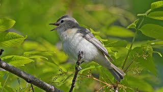 Vireo gilvus WARBLING VIREOS singing feeding 9087173 [upl. by Giles887]