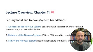 Ch11 Functional Organization of the Nervous System  Recorded November 18 2024 [upl. by Averil]