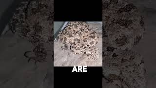 Discovery  Spidertailed horned viper shortvideo wildlife snake discovery [upl. by Tyre]