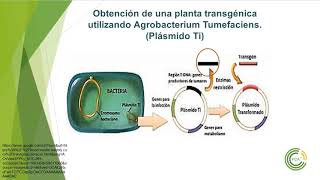 Recombinación artificial Transformación genética en plantas [upl. by Ot]