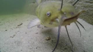 Bullhead Catfish in Long Lake Maine [upl. by Bren]