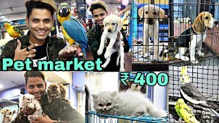 Pet Market in Hyderabad  Dogs For sale  Persian cats  Birds market [upl. by Thessa]