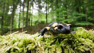 Die Kleiderordnung der Tiere Wer trägt was und warum Natur Dokumentation Trailer [upl. by Vish]