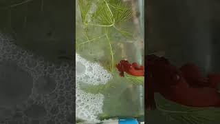 Betta fish breeding in Tamil easy method shorts trending bettafish bettasworld [upl. by Yror864]