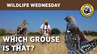 Wildlife Wednesday  Grouse ID sharptailed amp ruffed [upl. by Niamjneb]