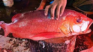 BIG Northern Red Snapper Fish Cutting  Sea Red Coral Fish Cutting Skills  Fish Cutting Experts [upl. by Bachman276]