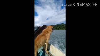 Traditional Hunting with Dogngasuulu bakun dam PART 1 [upl. by Wanda]