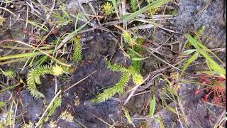 10 months in the life of a Marsh Clubmoss [upl. by Bajaj250]