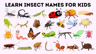 Insect Names for Kids  First Words for Babies  Learning Videos for Kids  English Vocabulary [upl. by Abebi917]