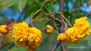 அரியவகை மஞ்சள் இல்லவம்பஞ்சு மரம் yellowsilkcotton cochlospermum religiosum gardeningTamil [upl. by Almund]