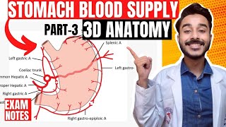 blood supply of stomach anatomy 3d  coeliac trunk branches anatomy  stomach blood supply anatomy [upl. by Hiett]