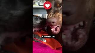 Voici les 5 chiens les plus dangereux du monde chien dangereux psi mastiff doberman kangal [upl. by Janot]